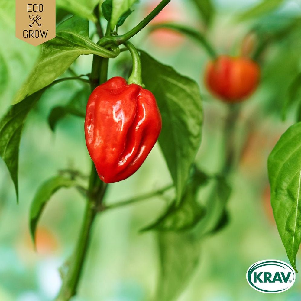 Chilipeppar