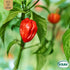 Chilipeppar