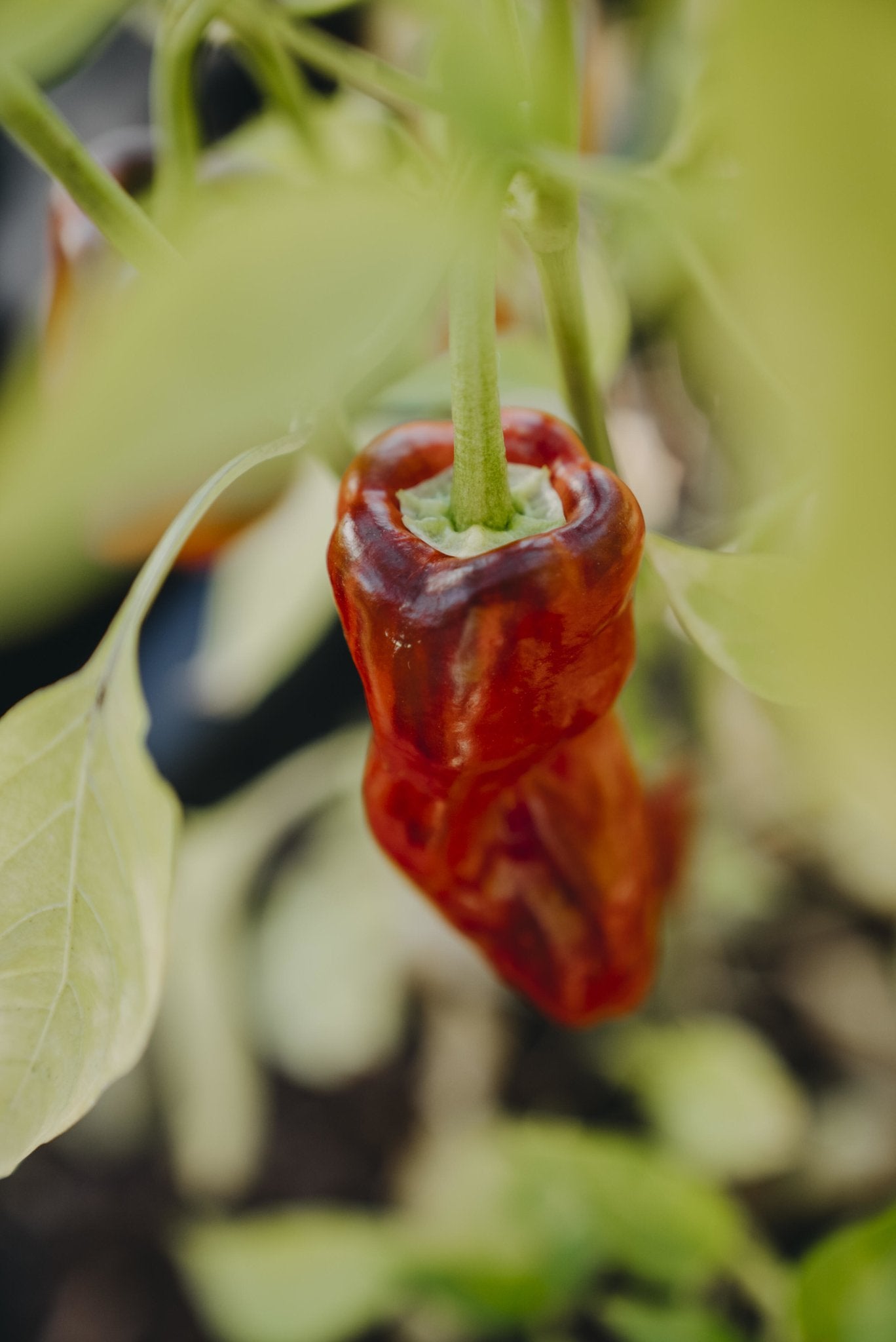 Chilipeppar