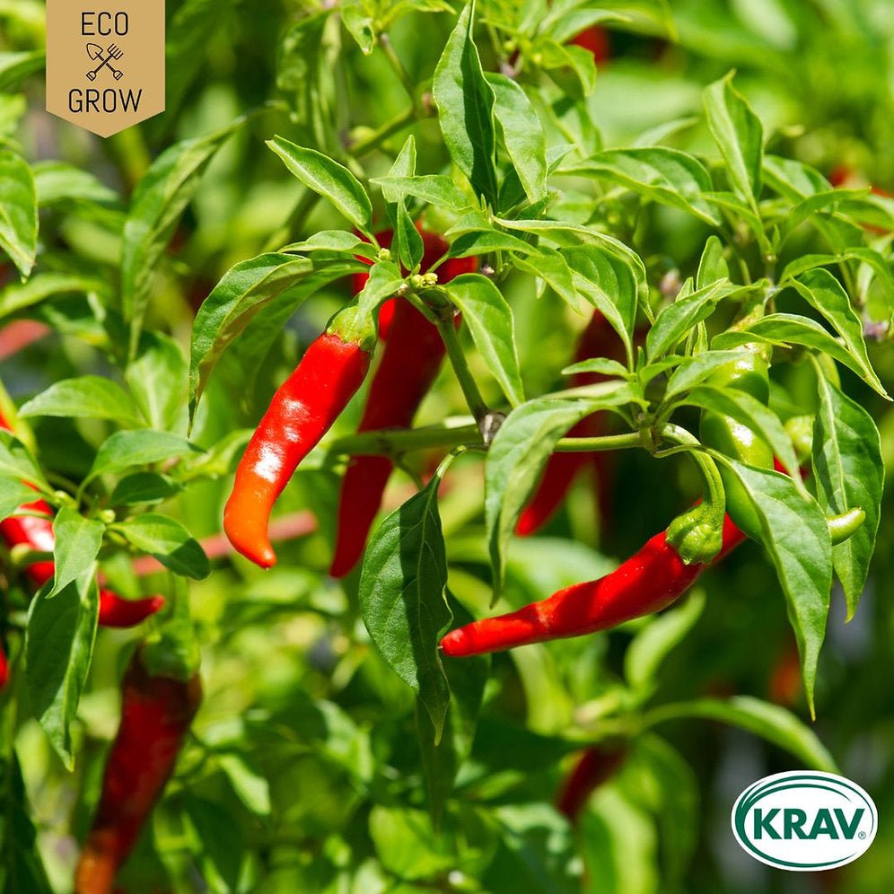 Chilipeppar