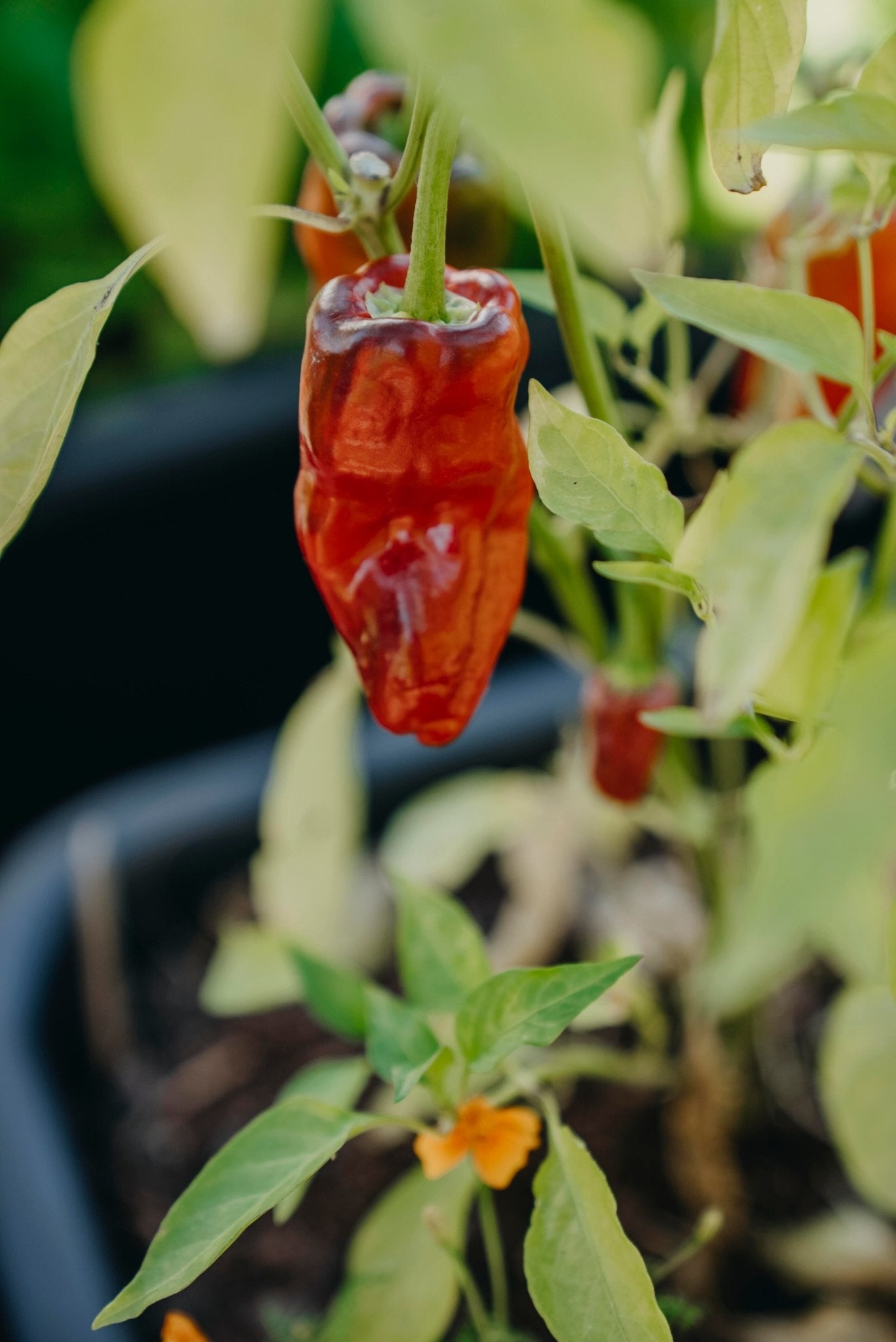 Chilipeppar