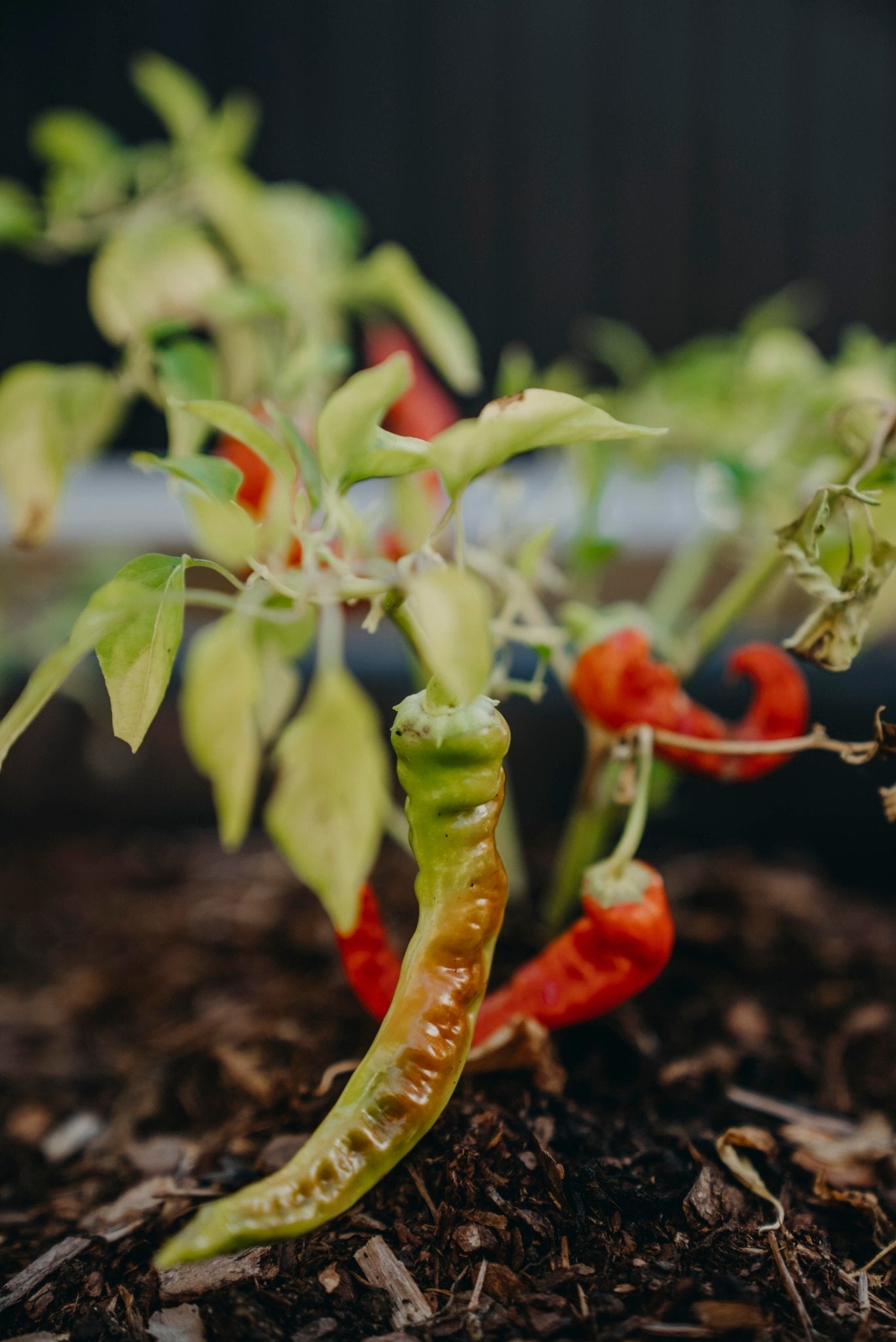 Chilipeppar