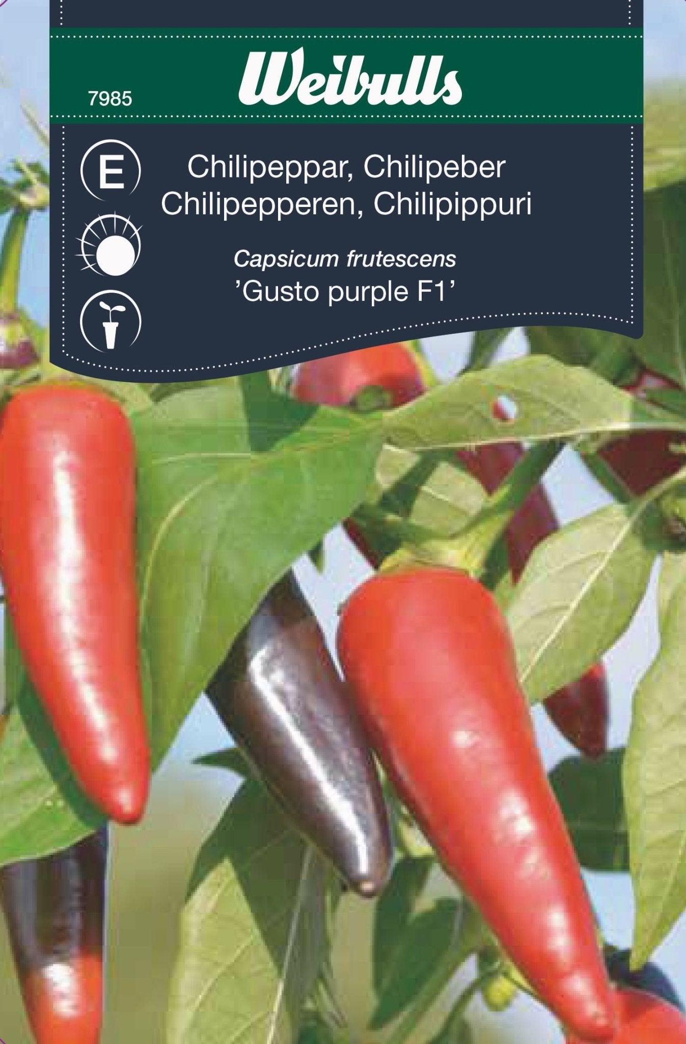 Chilipeppar Gusto purple