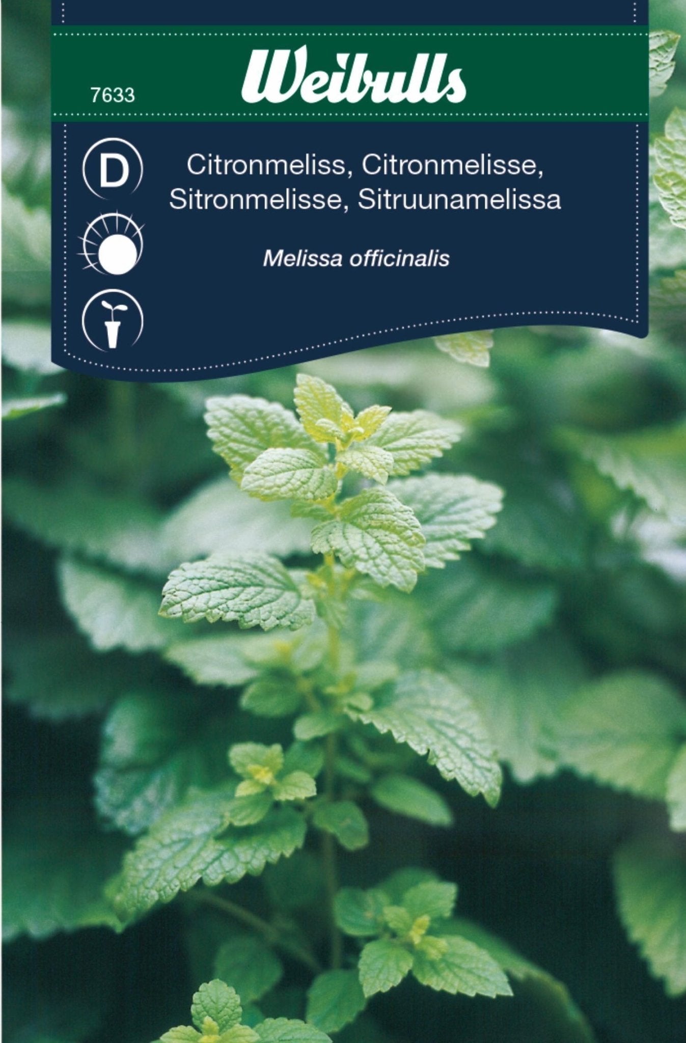Citronmeliss
