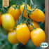 Citrontomat