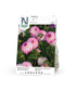 Dekorativdahlia