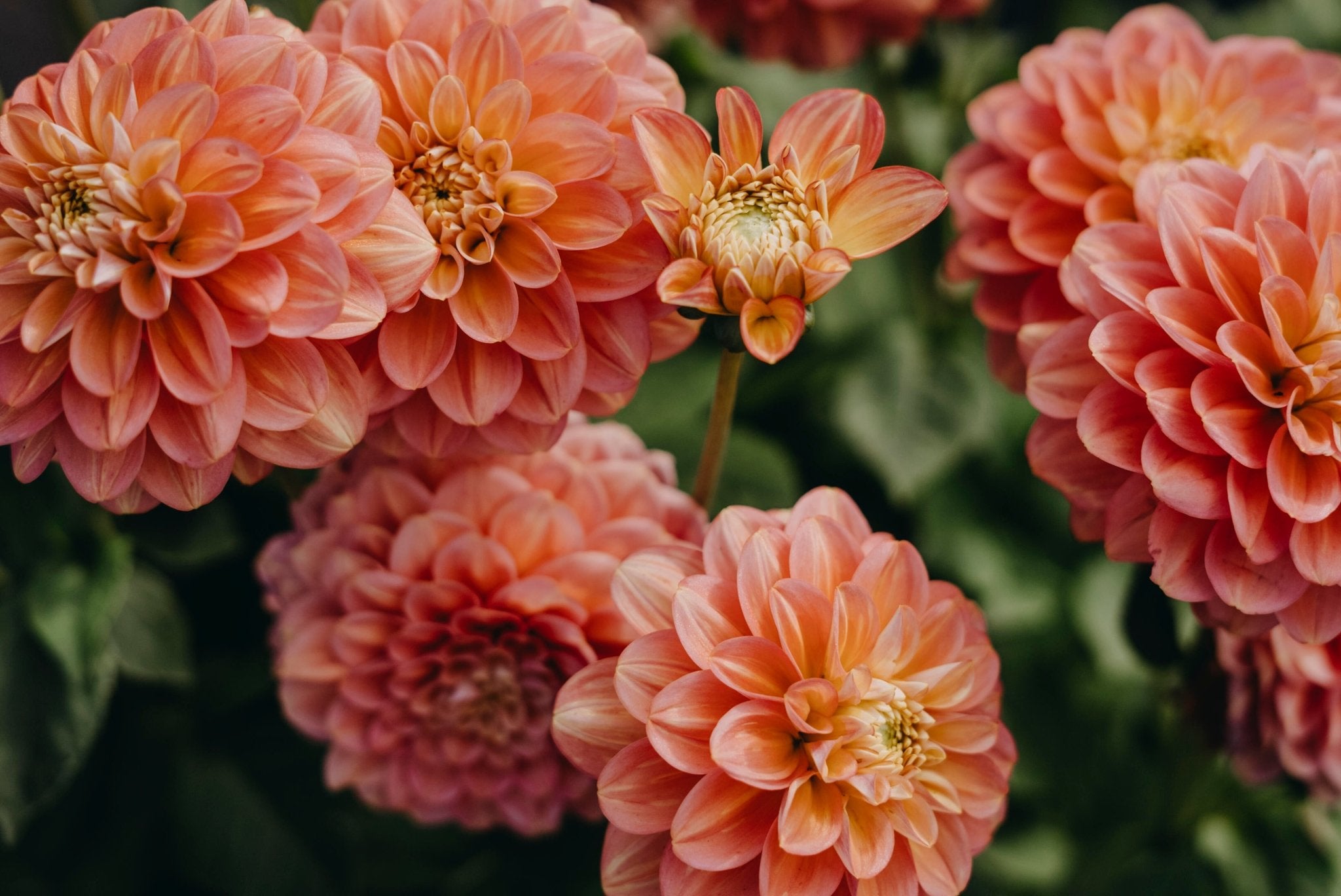 Dekorativdahlia