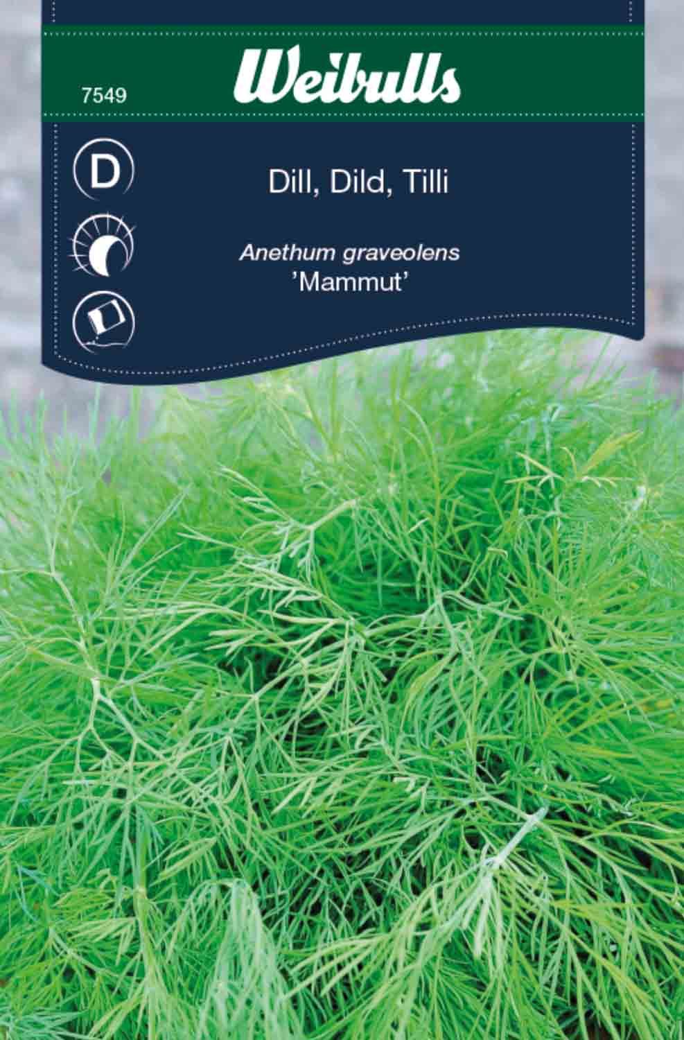 Dill