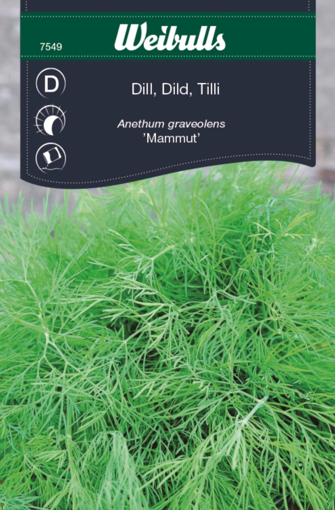 Dill