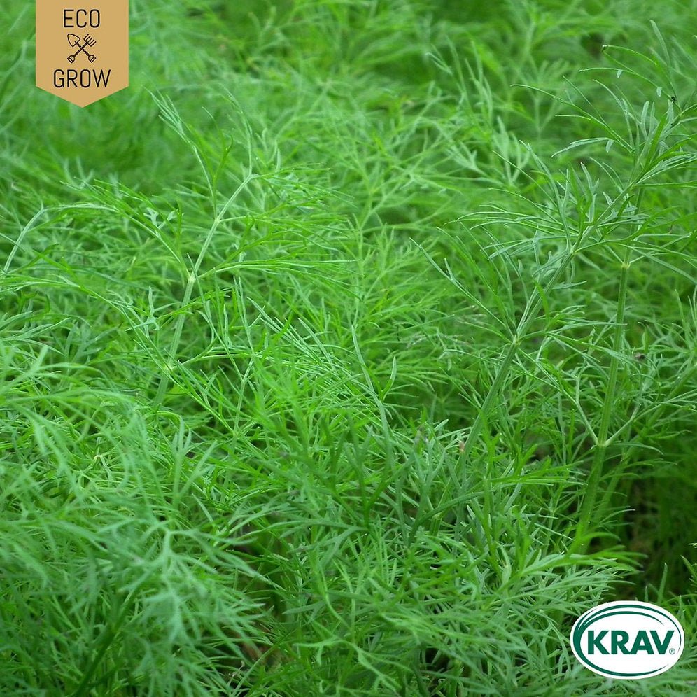 Dill