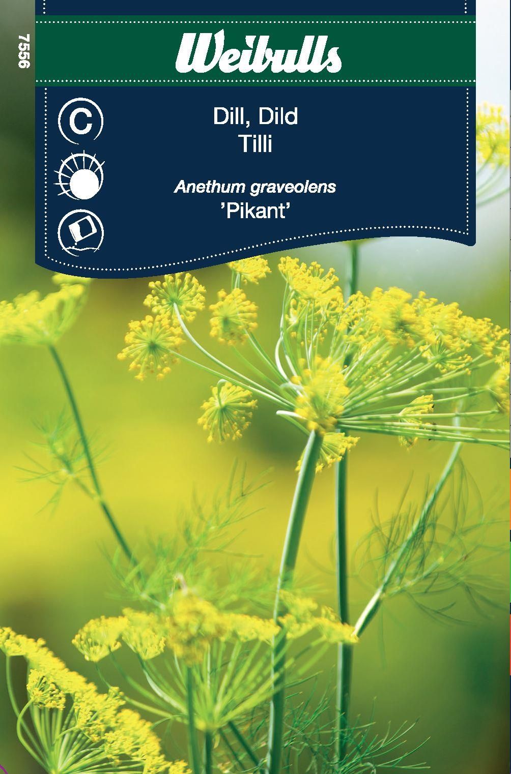 Dill