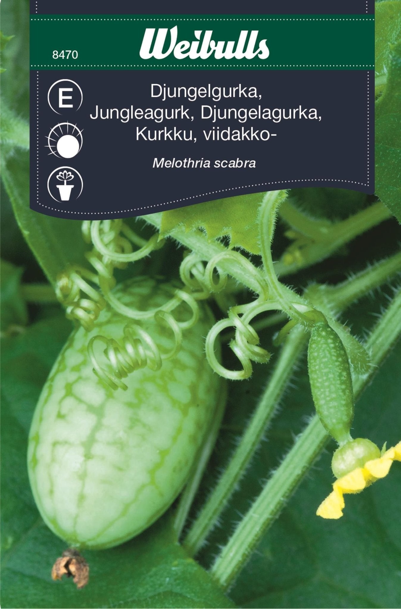 Djungelgurka