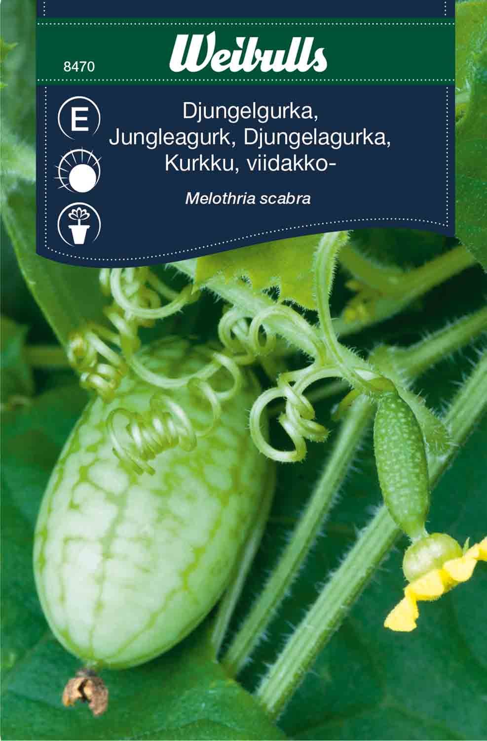 Djungelgurka