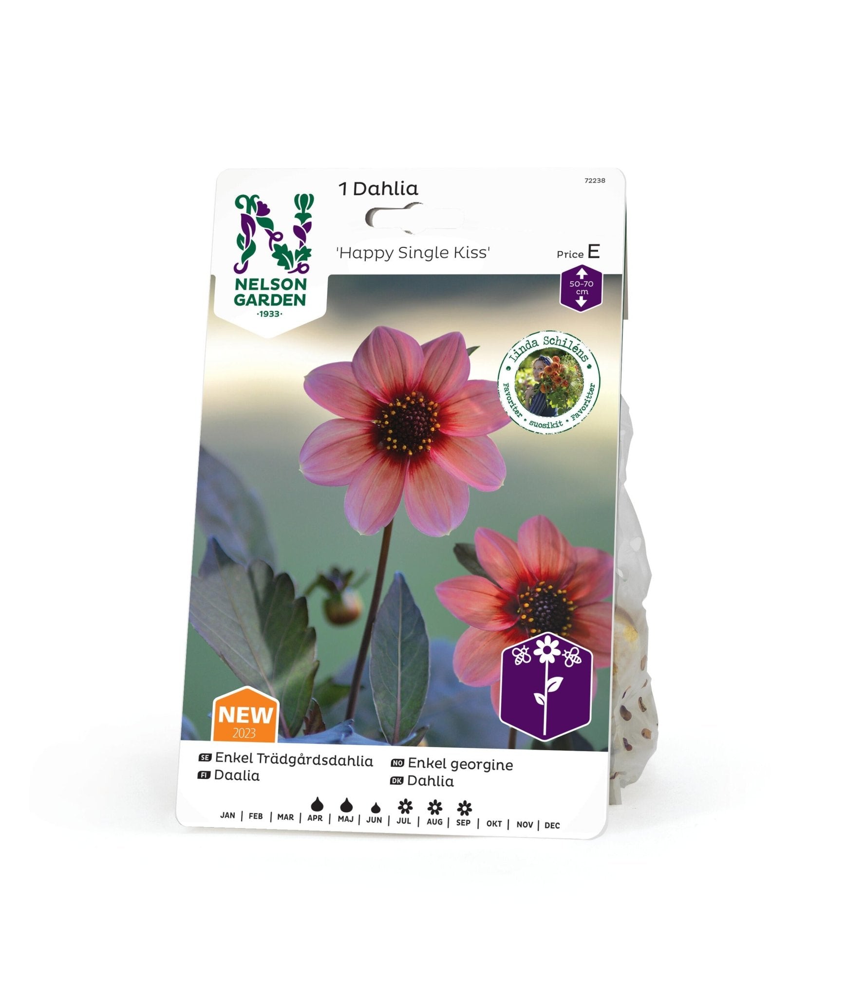 Enkel Trädgårdsdahlia