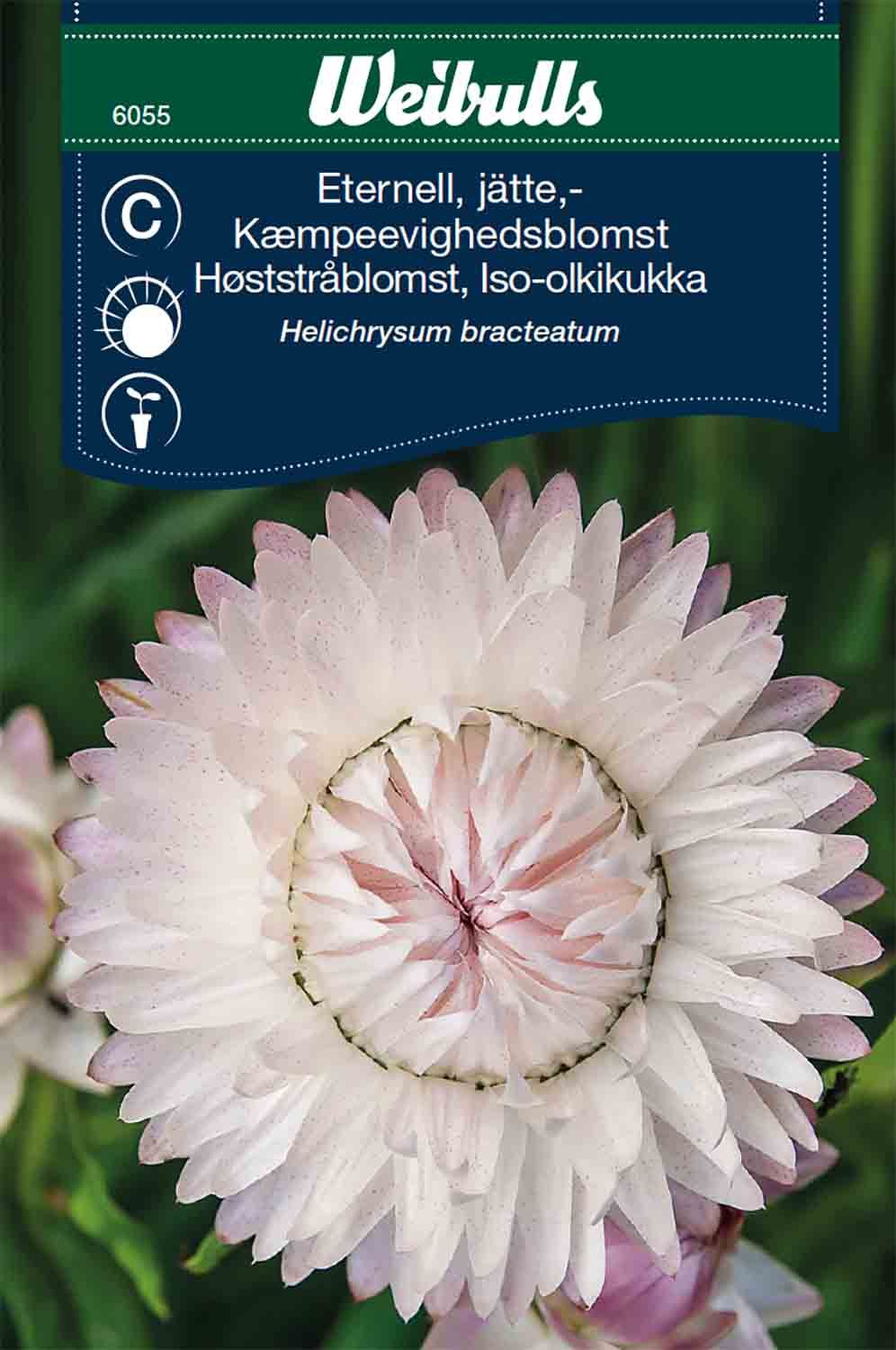 Eternell jätte- Silverpink