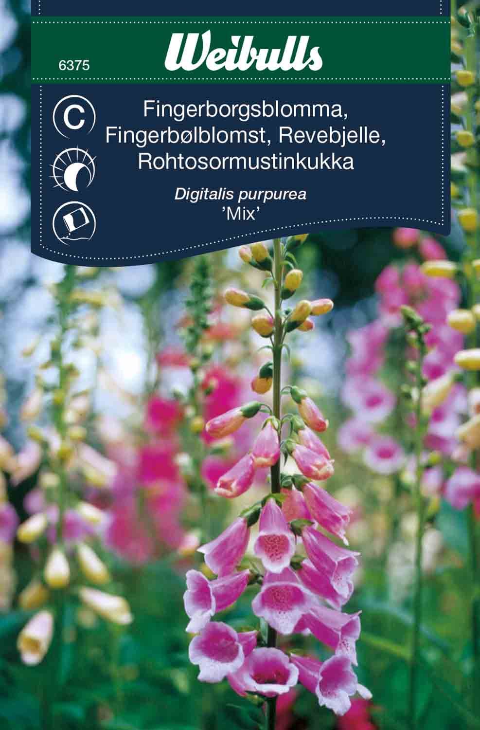 Fingerborgsblomma