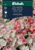 Flox