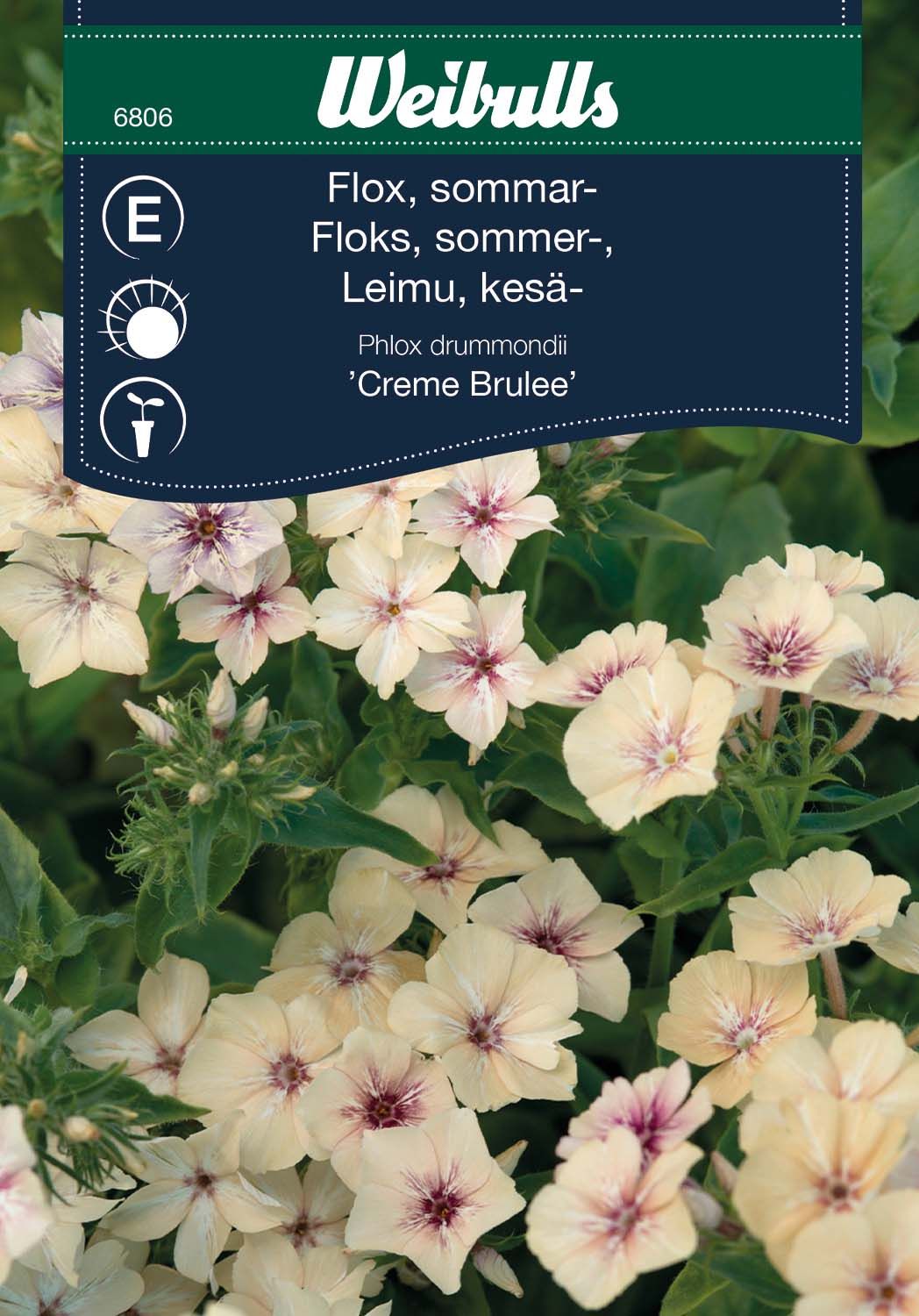 Flox Grandiflora