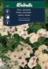 Flox Grandiflora