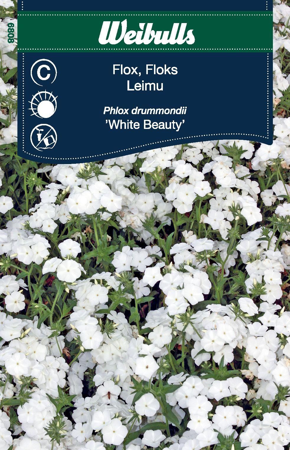 Flox vit Phlox