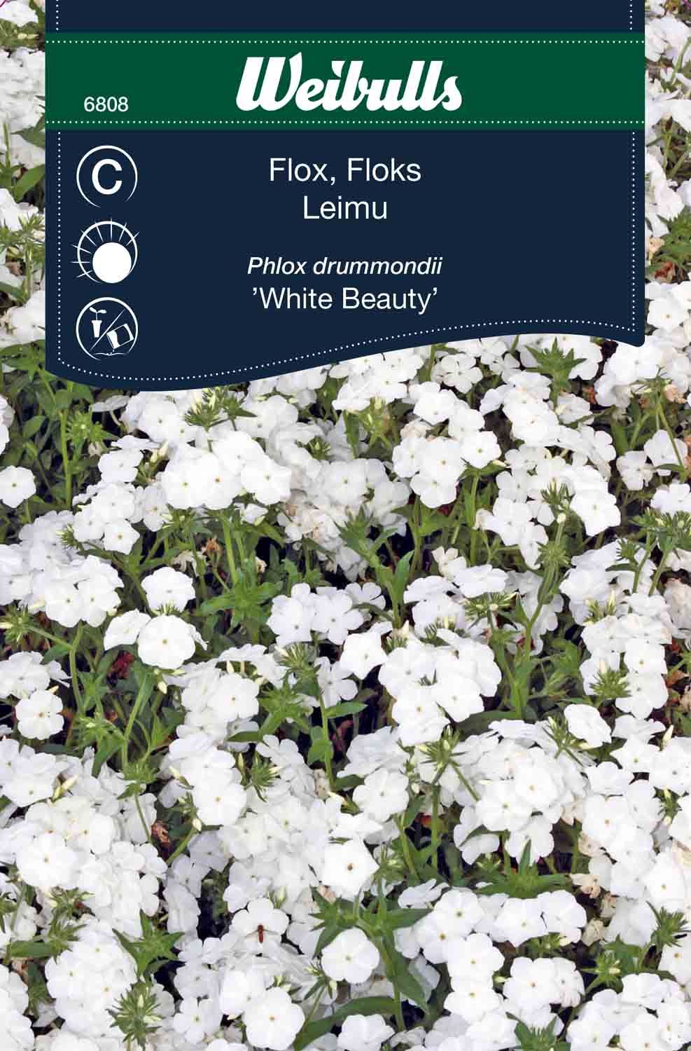 Flox vit Phlox