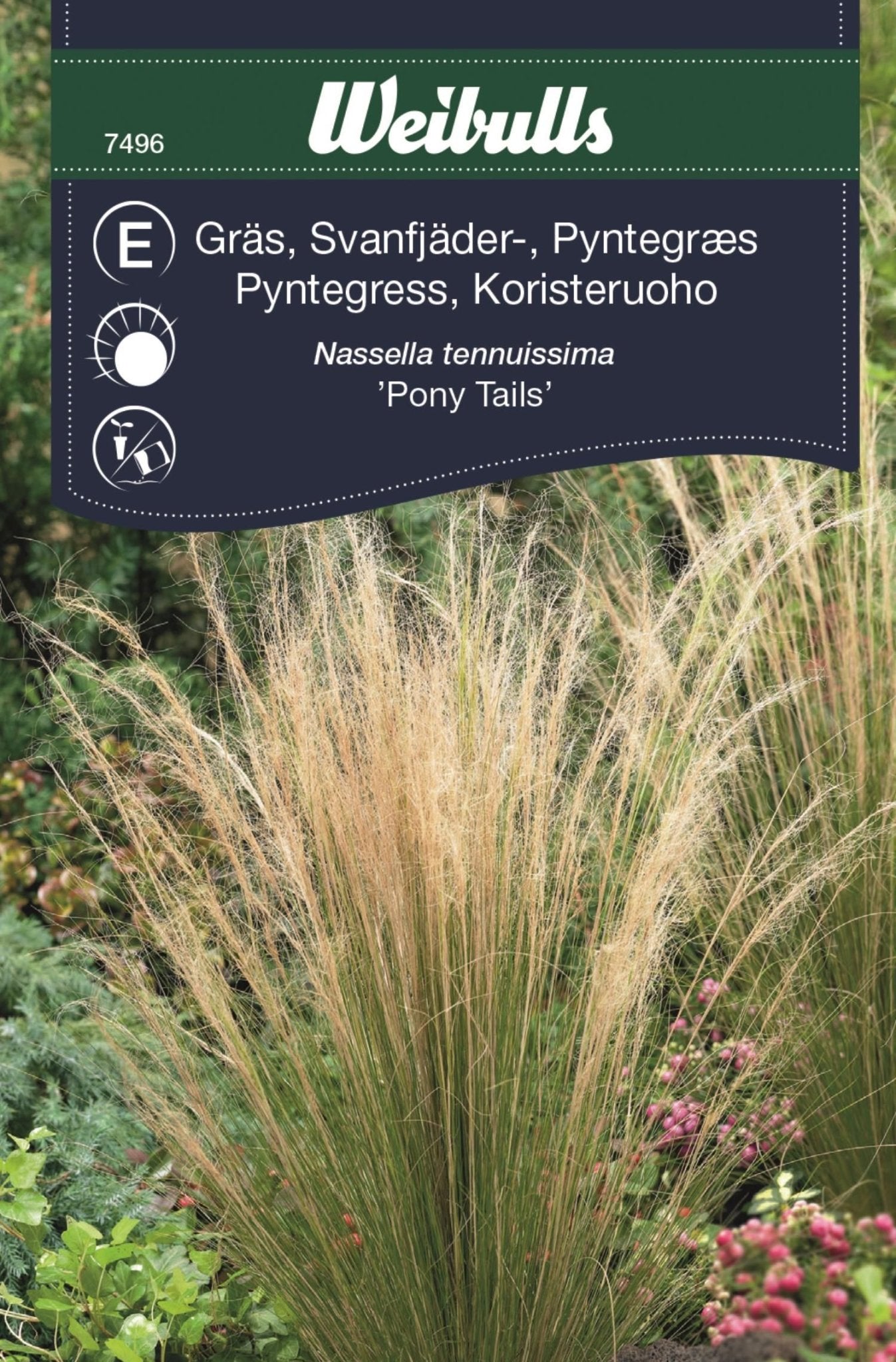 Gräs, svansfjädergräs Pony tails