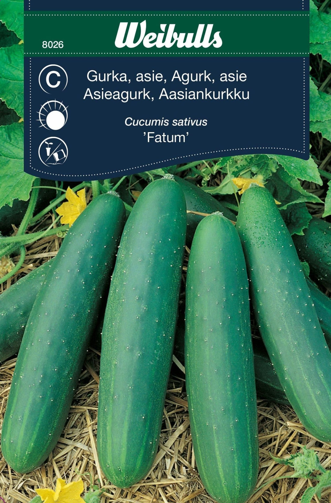 Gurka, asie-