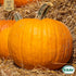 Halloweenpumpa