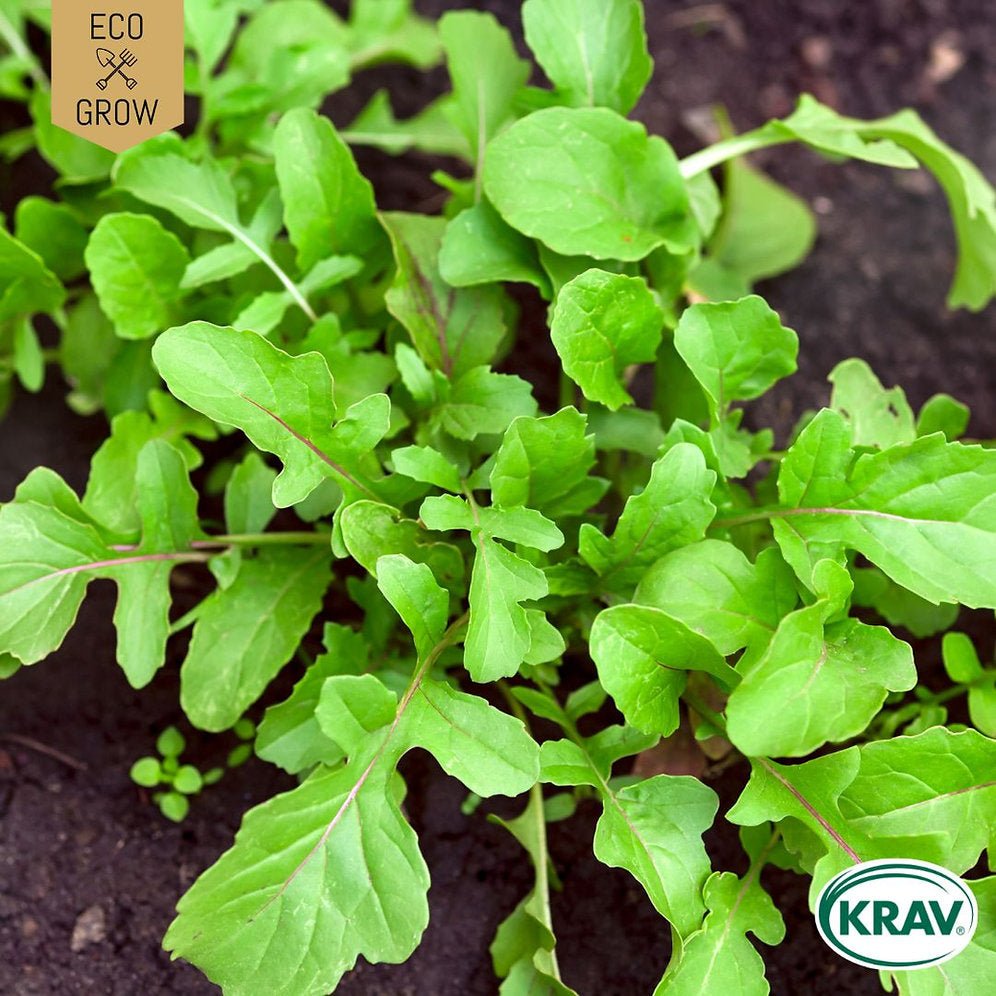 Italiensk rucola