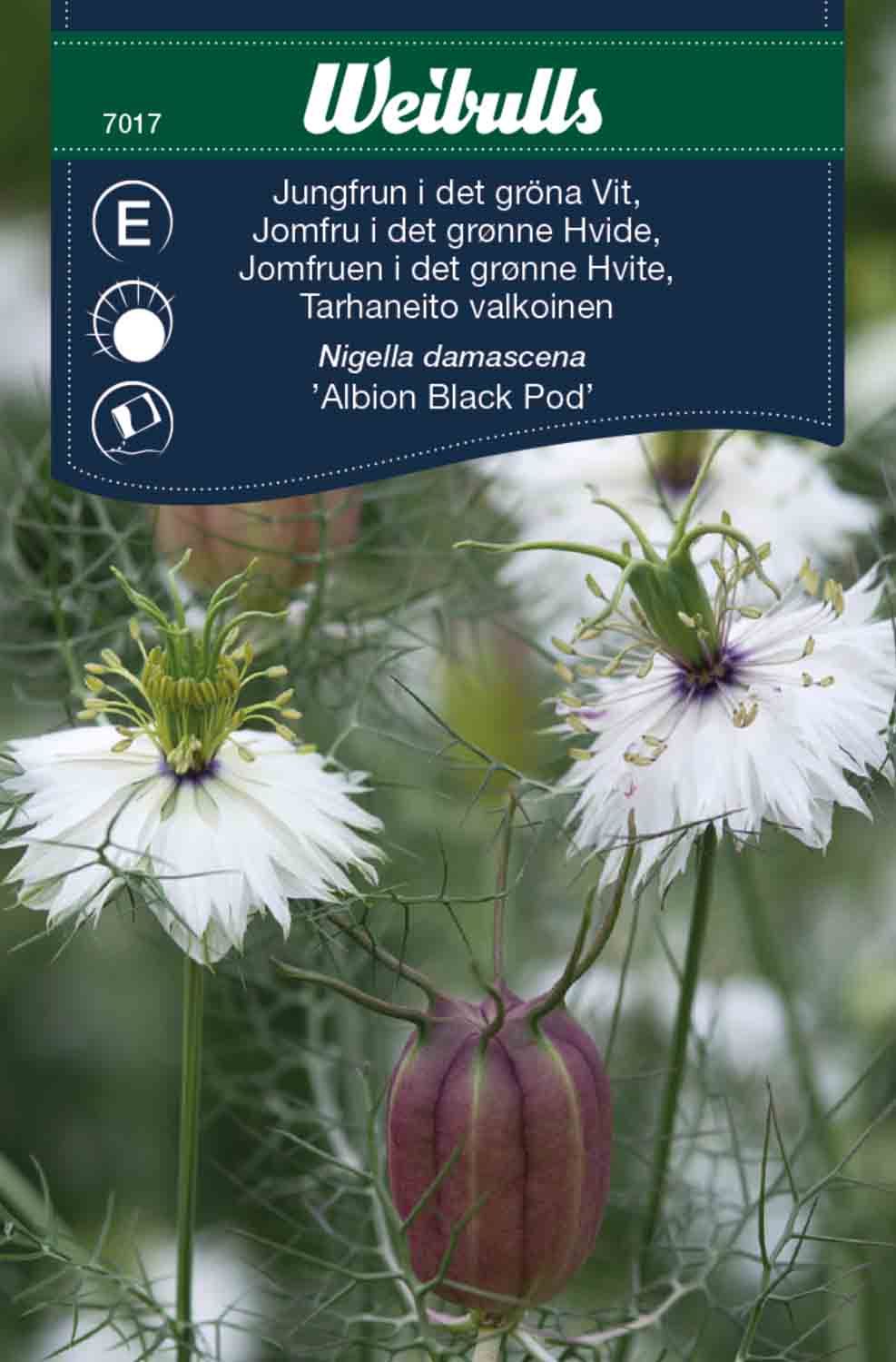 Jungfrun i det gröna Vit Nigella