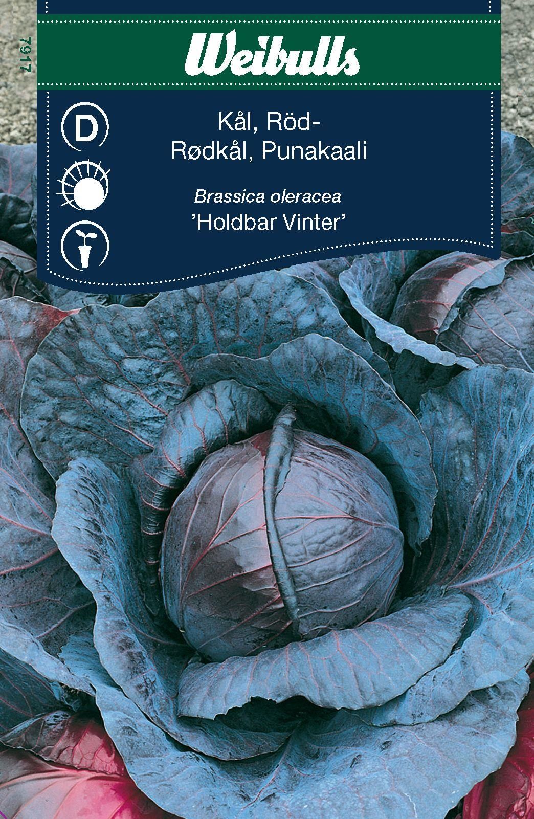 Kål, huvud röd