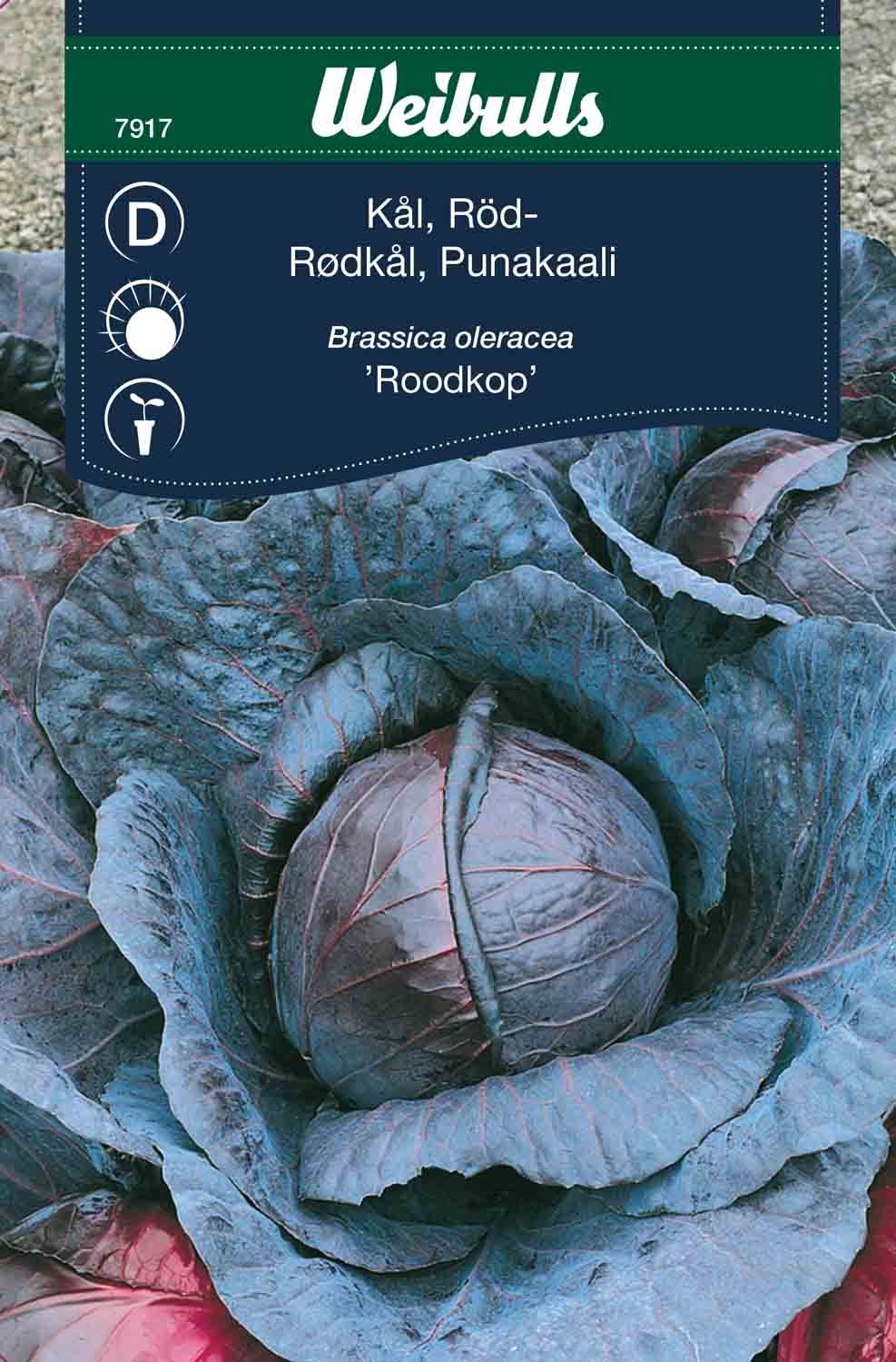 Kål, huvud röd