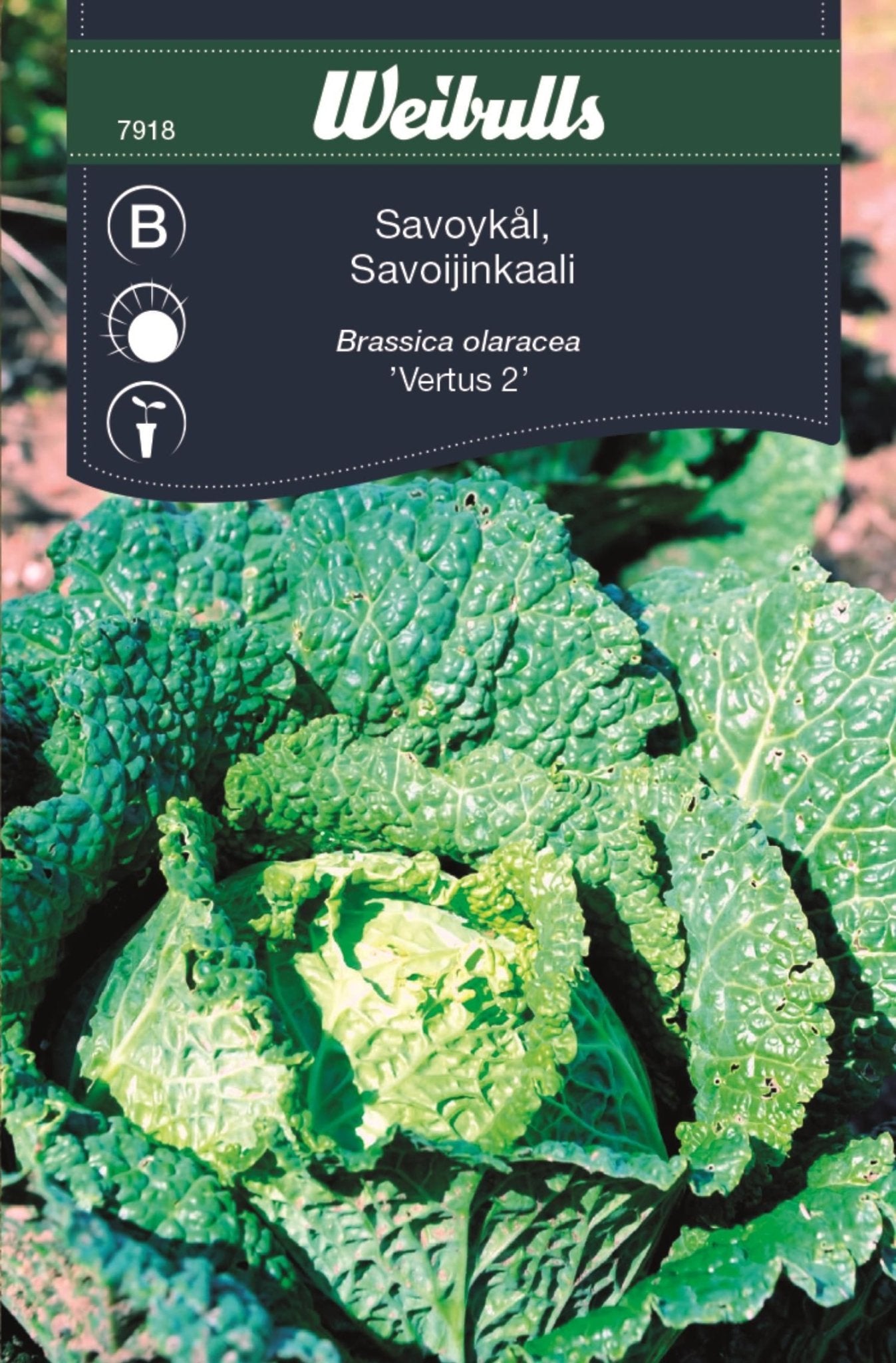 Kål, huvud savoy