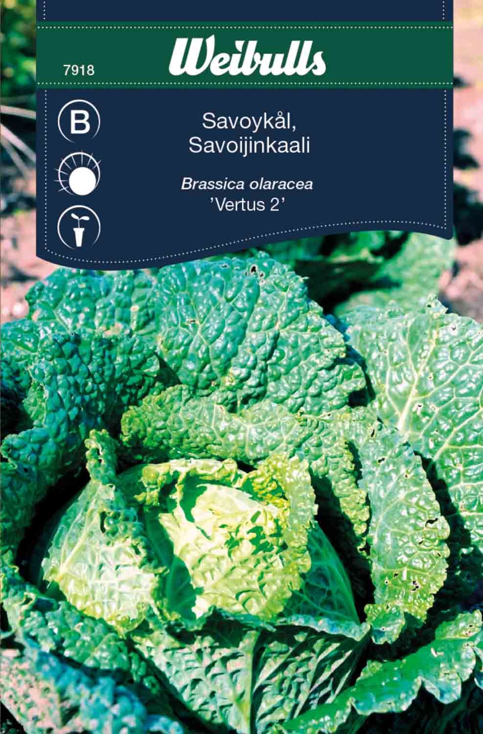 Kål, huvud savoy