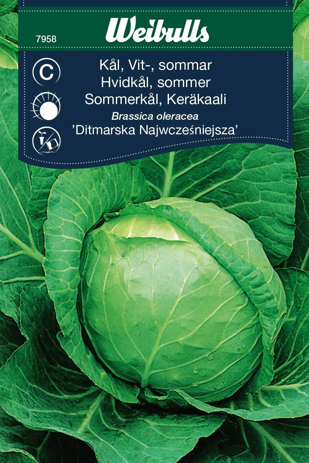 Kål, huvud vit sommar