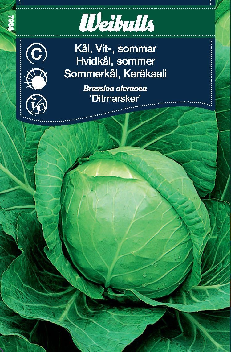 Kål, huvud vit sommar