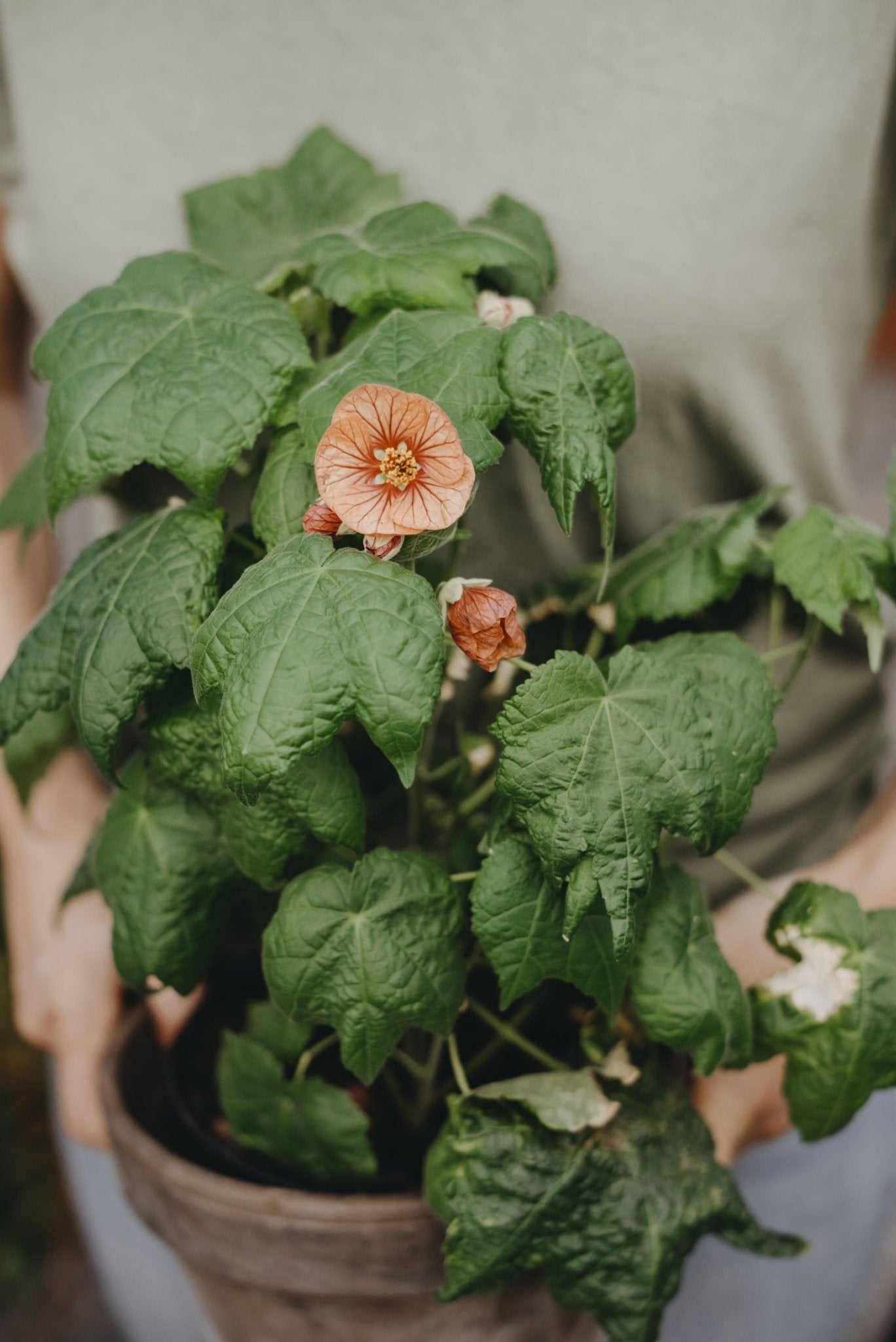 Klockmalva / Blomsterlönn