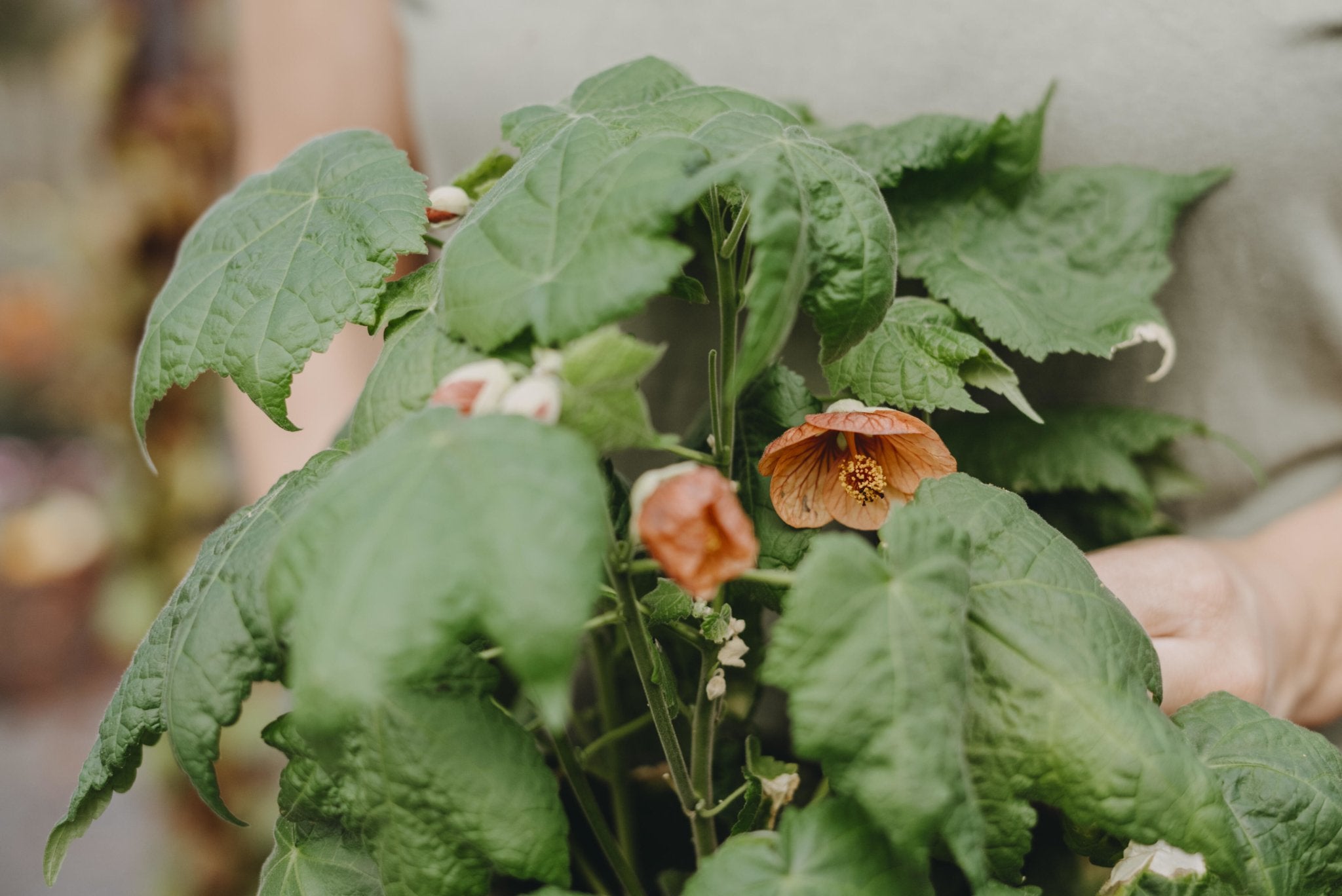 Klockmalva / Blomsterlönn