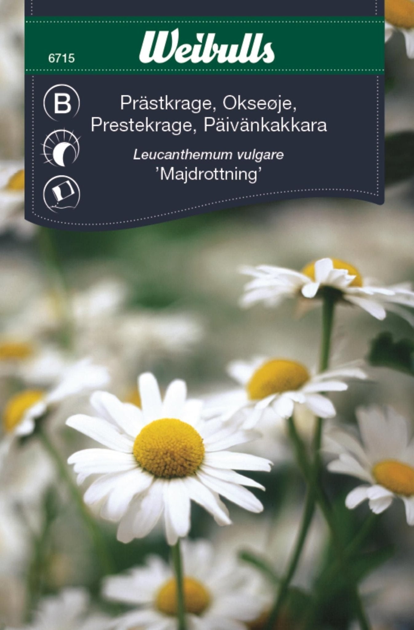 krage, Präst-