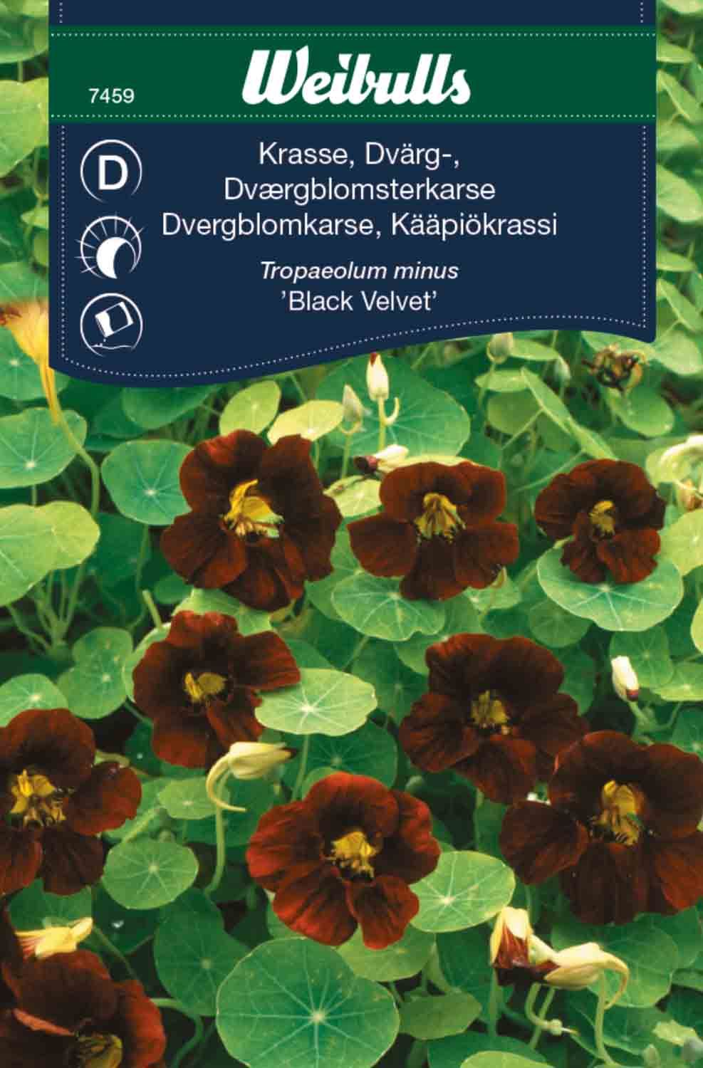 Krasse dvärg