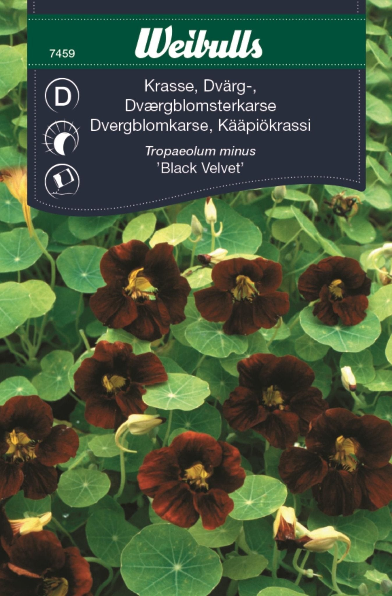 Krasse dvärg