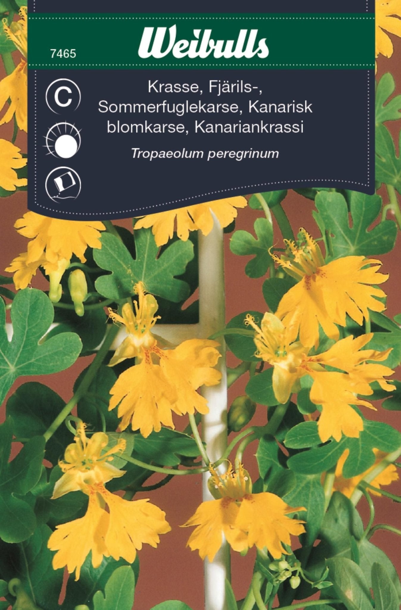 Krasse fjärils