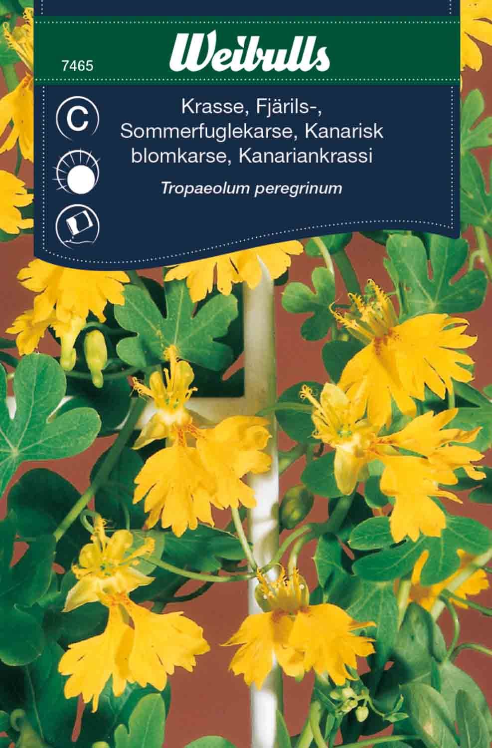 Krasse fjärils