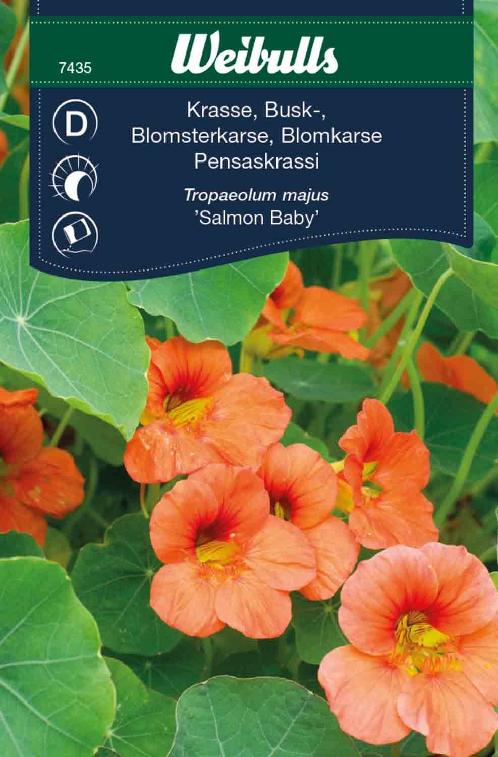 Krasse salmon busk