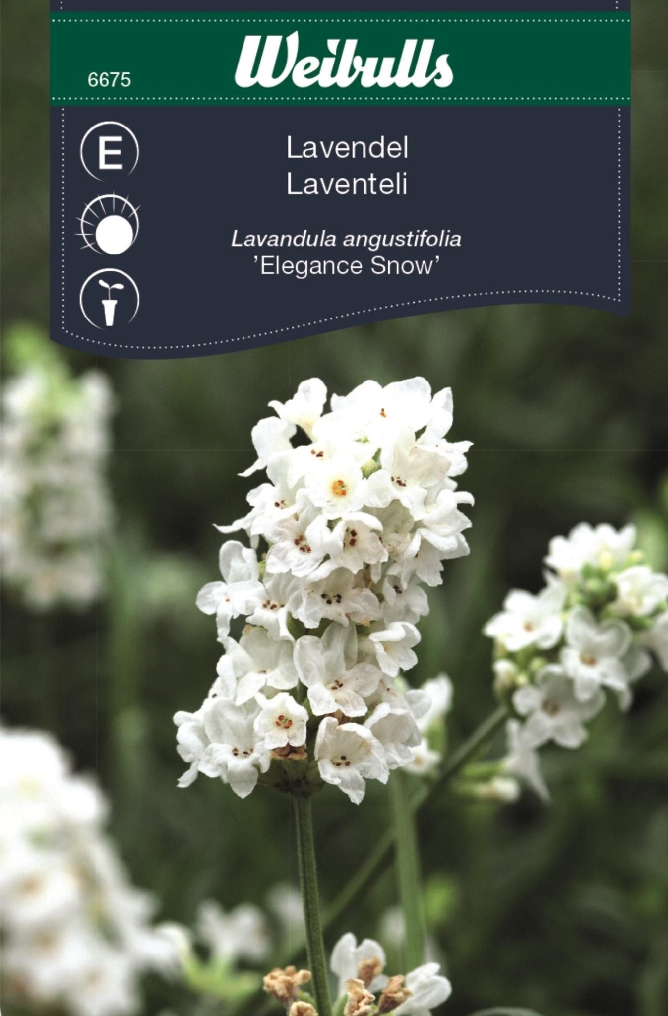Lavendel, vit