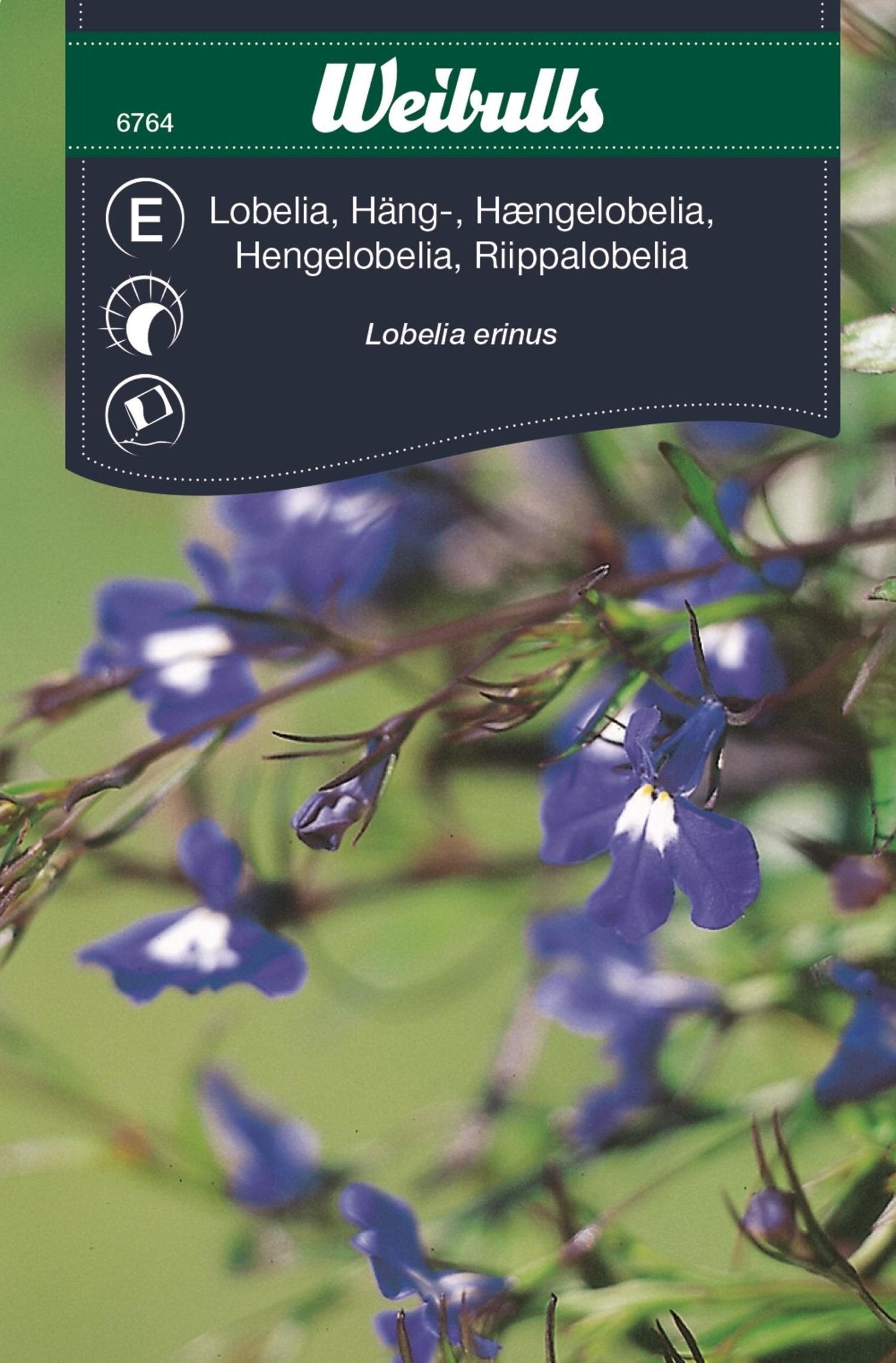 Lobelia blå häng