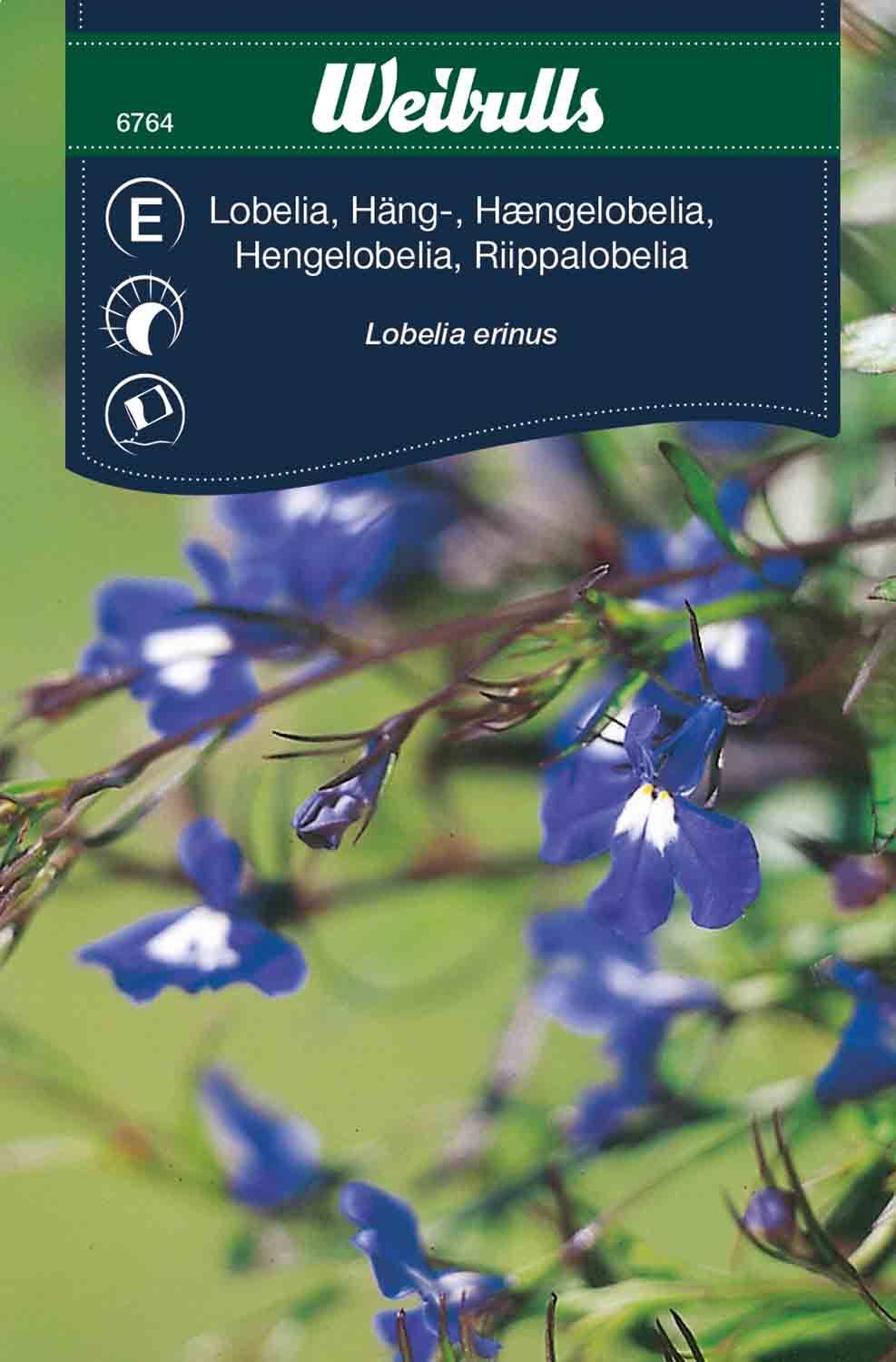 Lobelia blå häng