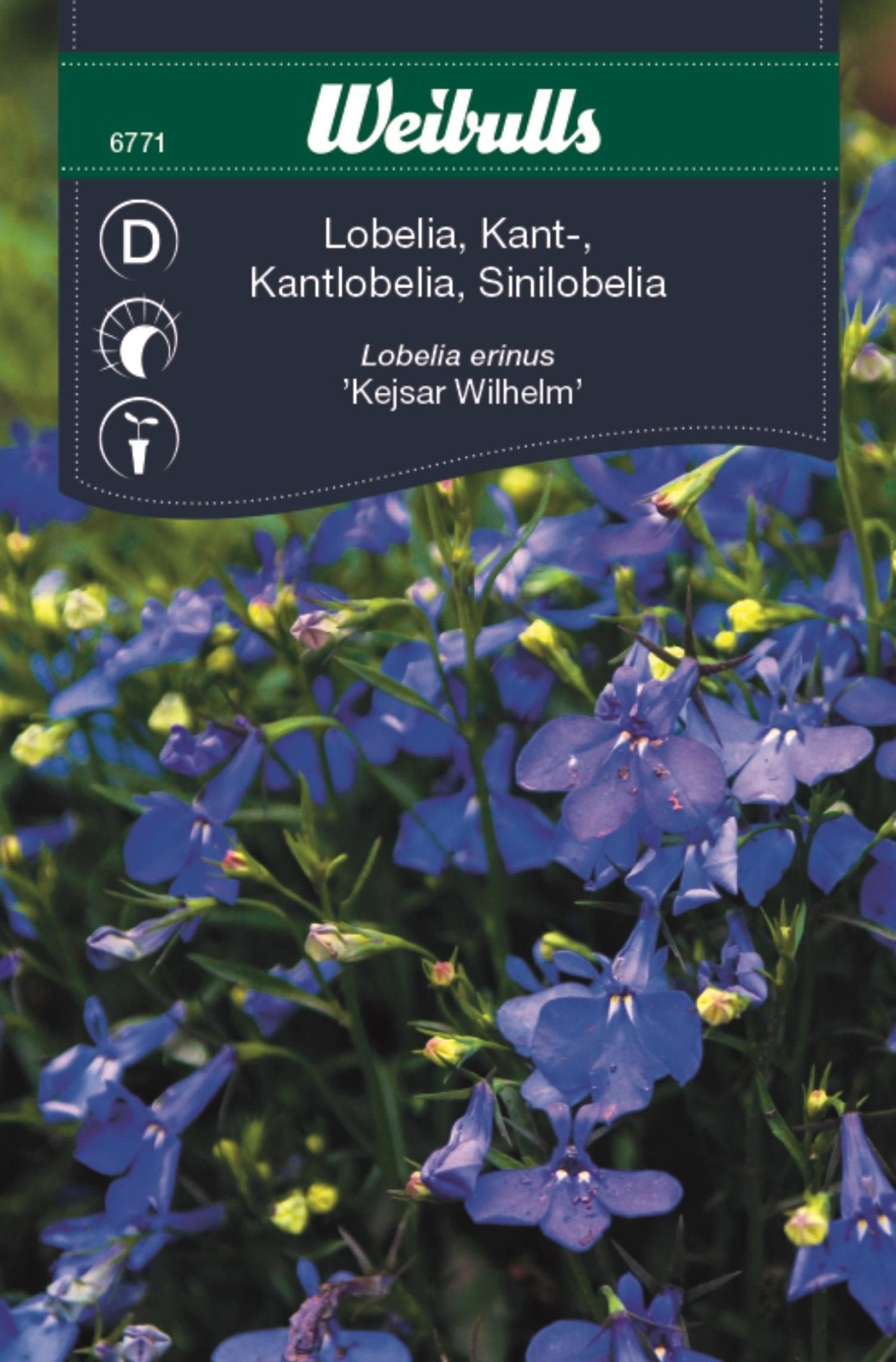 Lobelia blå kant