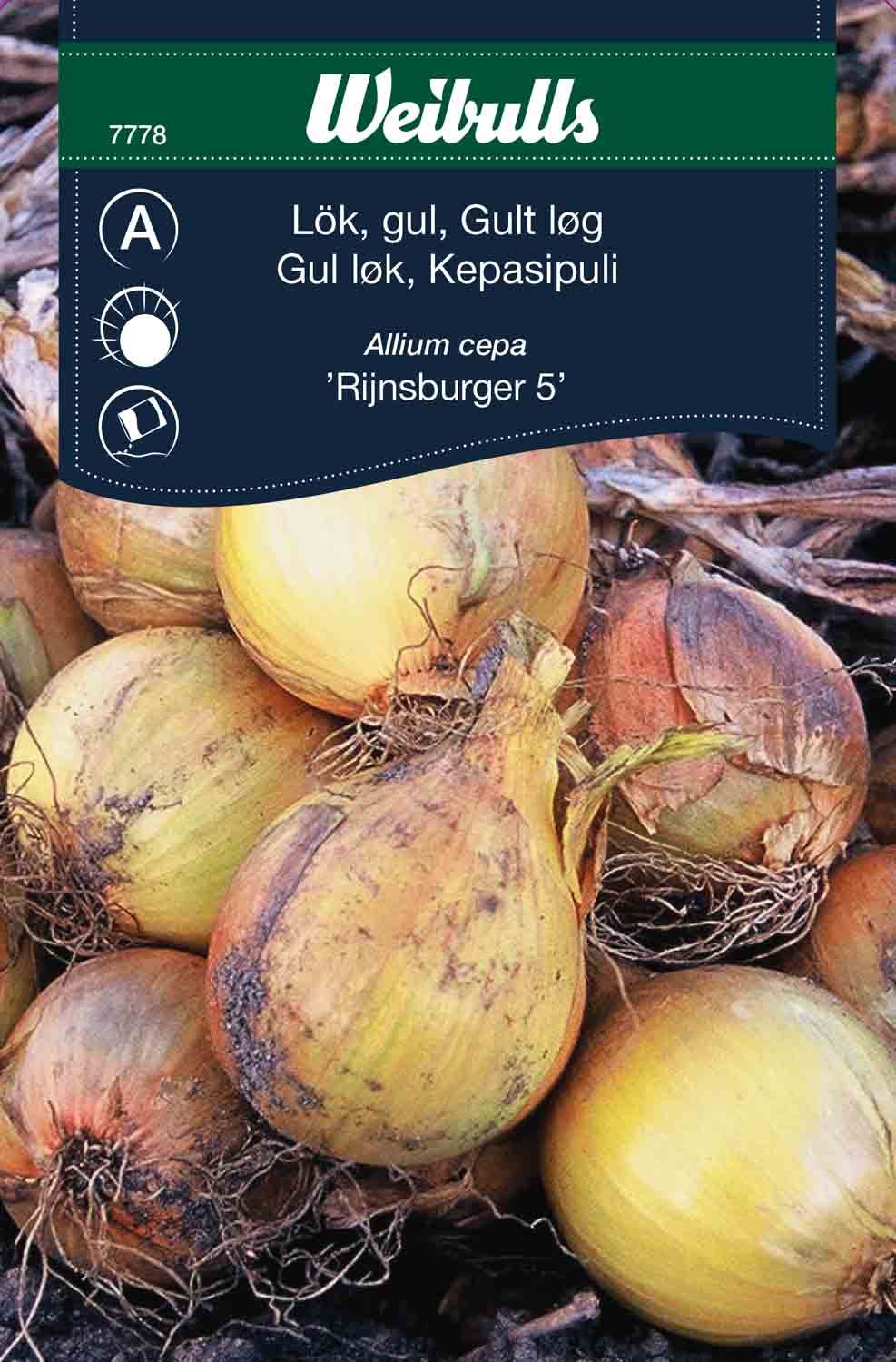 Lök, gul lök Rijnsburger Allium cepa frö