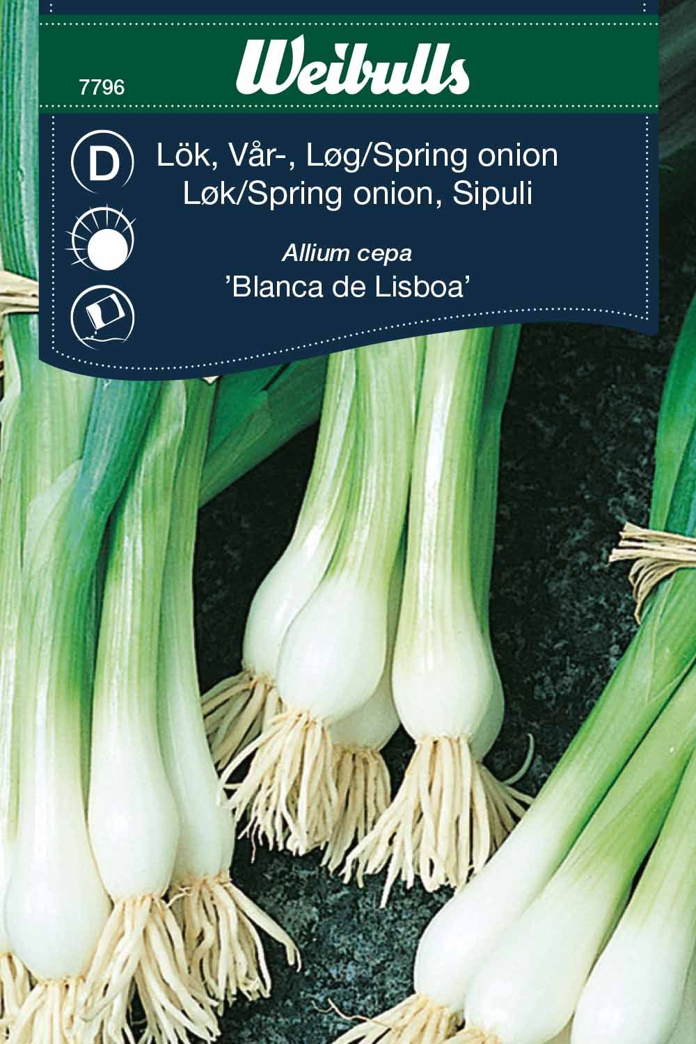 Lök, piplök Allium cepa frö